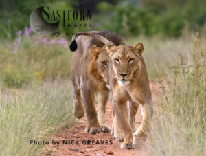 Lion pair (Panthera leo), Ruaha National Park, Tanzania