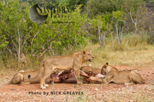 Lion pride on kill (Panthera leo), Ruaha National Park, Tanzania