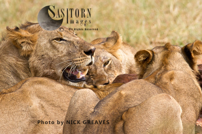 Lions on kill (Panthera leo), Ruaha National Park, Tanzania