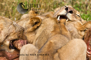 lion feeding frenzy (Panthera leo), Ruaha National Park, Tanzania