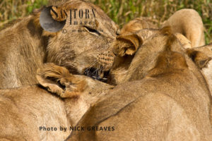 Lion throng (Panthera leo), Ruaha National Park, Tanzania