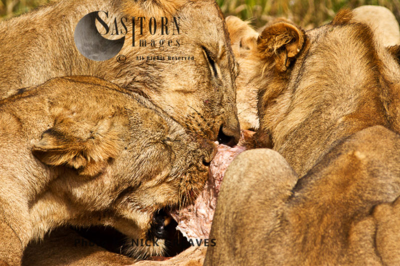 Lion feeding frenzy (Panthera leo), Ruaha National Park, Tanzania, Katavi National Park, Tanzania