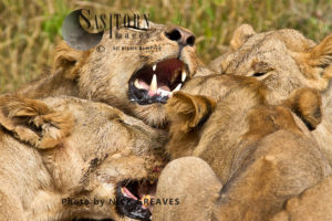 Lion competition (Panthera leo), Ruaha National Park, Tanzania