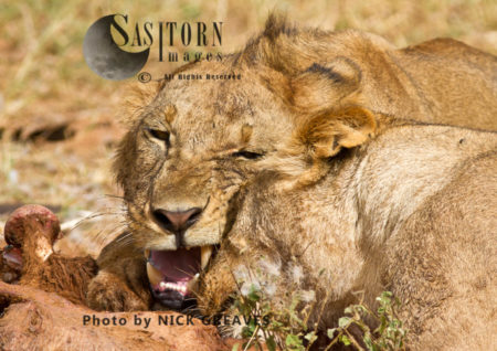 Lion competing on kill (Panthera leo), Ruaha National Park, Tanzania