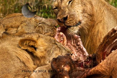 Lion family feeding (Panthera leo), Ruaha National Park, Tanzania, Katavi National Park, Tanzania