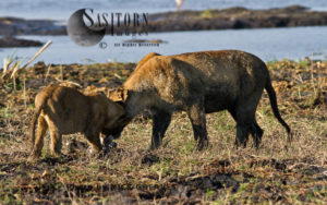 Cubs gnawing on bone (Panthera leo)