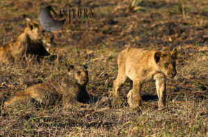 Katuma Pride cubs (Panthera leo), Katavi National Park, Tanzania