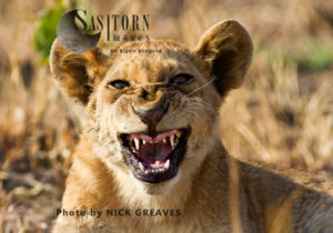 Snarling lion cub (Panthera leo), Katavi National Park, Tanzania