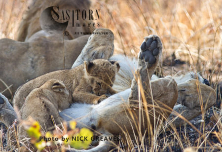 Lioness suckling young cubs (Panthera leo), Katavi National Park, Tanzania