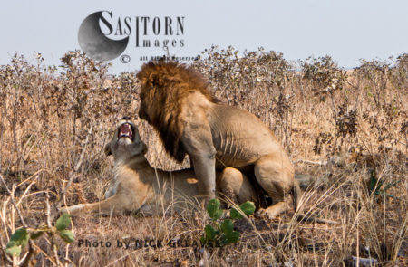 mating Lions (Panthera leo), Katavi National Park, Tanzania