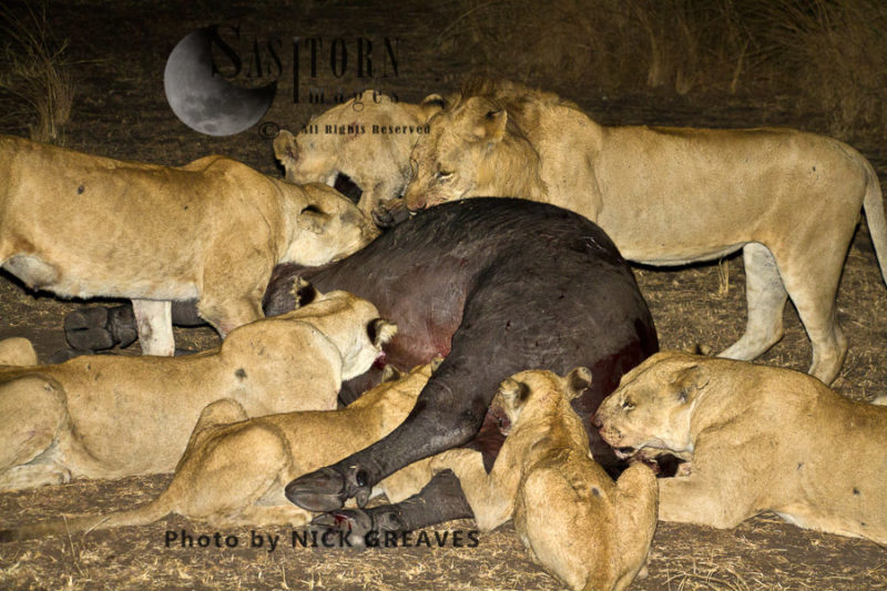 Katuma pride on buffalo kill (Panthera leo), Katavi National Park, Tanzania