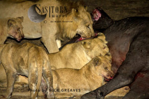 Katuma pride on feast (Panthera leo), Katavi National Park, Tanzania