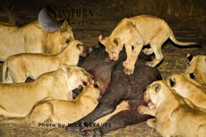 Lion pride on kill (Panthera leo), Katavi National Park, Tanzania