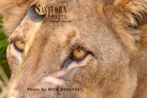 Lioness eye (Panthera leo), Ruaha National Park, Tanzania