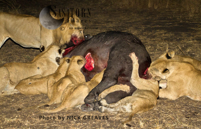 Pride eating from buffalo carcass (Panthera leo), Katavi National Park, Tanzania