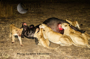 Katuma pride on kill (Panthera leo), Katavi National Park, Tanzania