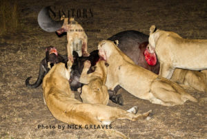 Pride on a buffalo kill (Panthera leo), Katavi National Park, Tanzania