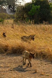 Lion Pride (Panthera leo), Katavi National Park, Tanzania