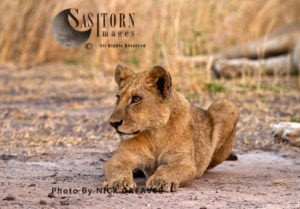 Relaxed Cub (Panthera leo), Katavi National Park, Tanzania