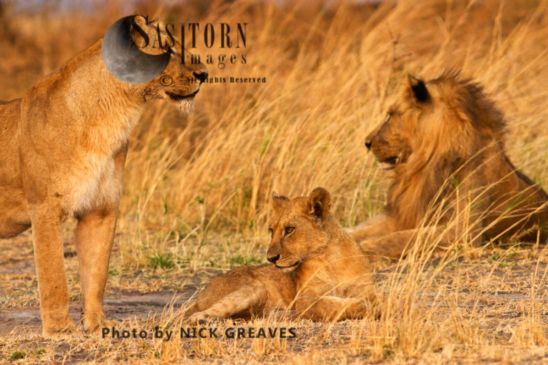 cub with pride members (Panthera leo), Katavi National Park, Tanzania
