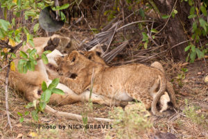 Cubs suckle from their mother (Panthera leo), Lake Tagalala, Selous Game Reserve, Tanzania