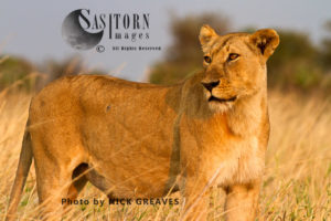 Katuma Pride lioness (Panthera leo), Katavi National Park, Tanzania