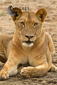 Lioness with muddy lips (Panthera leo), Lake Tagalala, Selous Game Reserve, Tanzania