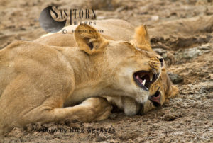 Lion siblings (Panthera leo), Lake Tagalala, Selous Game Reserve, Tanzania