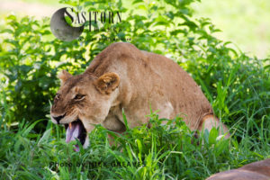 Lioness coughing up fireball (Panthera leo), Ruaha National Park, Tanzania