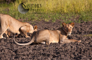 curious lioness (Panthera leo), Lake Tagalala, Selous Game Reserve, Tanzania