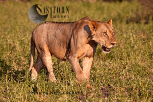 member of the Lake Tagalala Pride (Panthera leo), Lake Tagalala, Selous Game Reserve, Tanzania