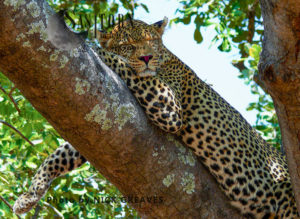 Dozing Leopard (Panthera pardus), Katavi National Park, Tanzania