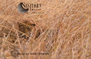 Leopard in the long grass (Panthera pardus), Katavi National Park, Tanzania