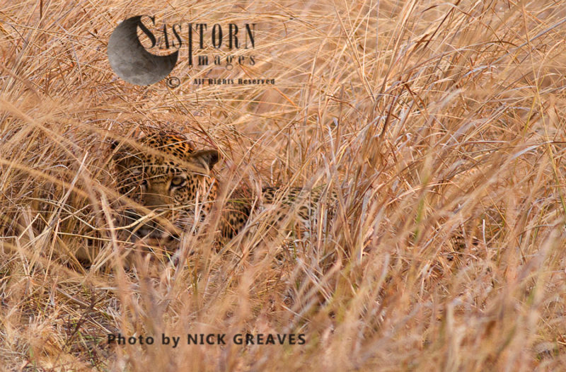 Leopard in the long grass (Panthera pardus), Katavi National Park, Tanzania