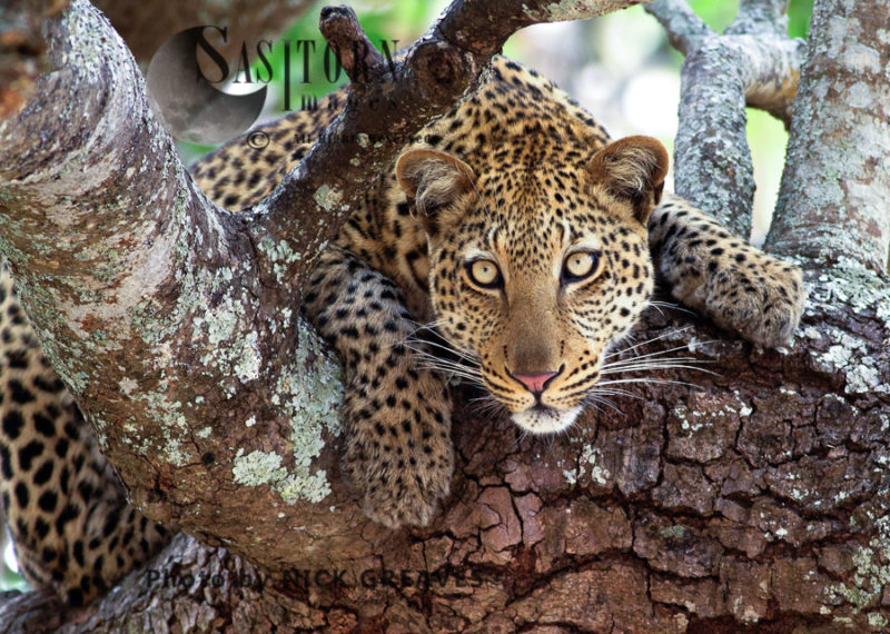 curious leopard (Panthera pardus), Katavi National Park, Tanzania