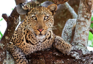 young Leopard (Panthera pardus), Katavi National Park, Tanzania