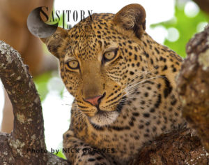 young male Leopard (Panthera pardus), Katavi National Park, Tanzania