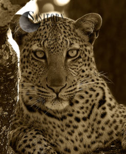 Leopard portrait (Panthera pardus), Katavi National Park, Tanzania