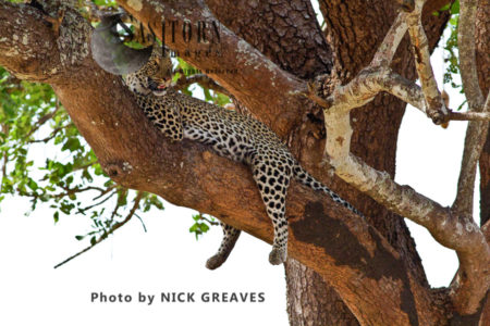 a female Leopard resting (Panthera pardus)
