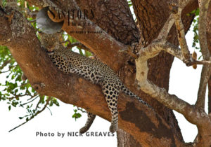 relaxed leopard (Panthera pardus), Katavi National Park, Tanzania