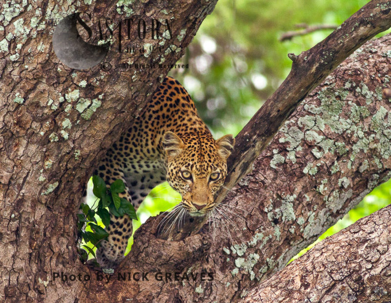 Leopard decending tree (Panthera pardus), Katavi National Park, Tanzania