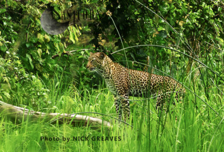 Leopard in grasslnds (Panthera pardus)