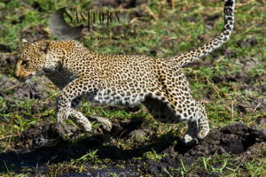 Leopard leaping (Panthera pardus), Katavi National Park, Tanzania