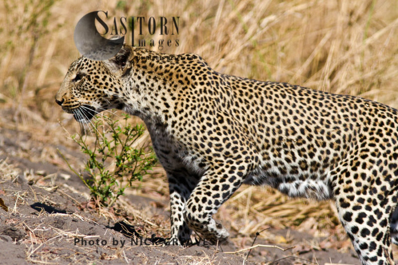 prowling Leopard (Panthera pardus), Katavi National Park, Tanzania