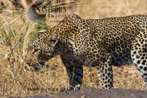 Leopard on the prowl (Panthera pardus), Katavi National Park, Tanzania
