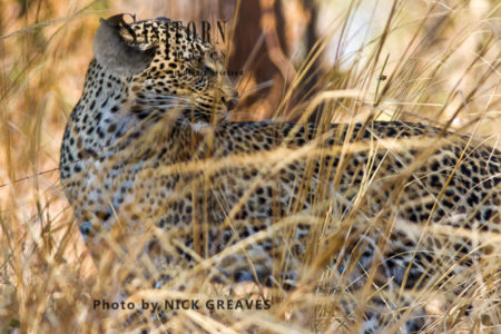 Leopard concealment (Panthera pardus), Katavi National Park, Tanzania