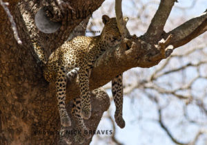 watchful leopard (Panthera pardus), Katavi National Park, Tanzania