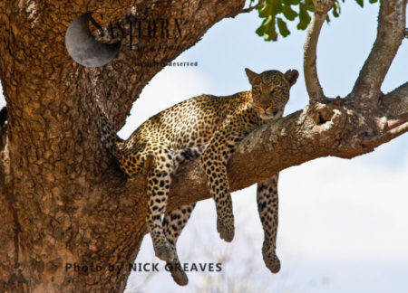 a female leopard relaxes (Panthera pardus), Katavi National Park, Tanzania