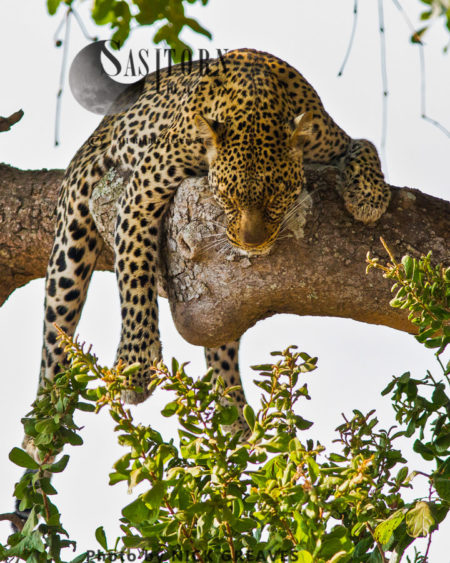 Lazy Leopard (Panthera pardus)