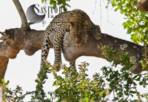 sleeping leopard (Panthera pardus), Katavi National Park, Tanzania